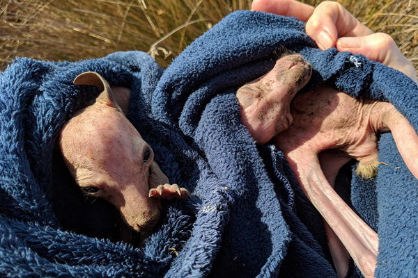 Article image for Rumour confirmed: Rare kangaroo twins found and saved