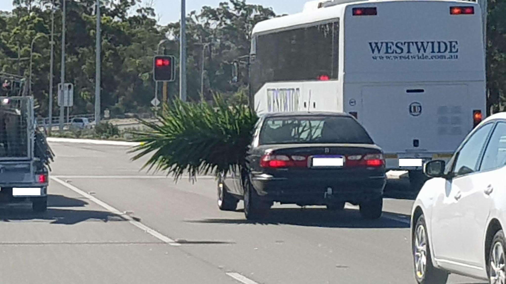 Article image for Yuk: Car stuffed with enormous plant gives new meaning to ‘road spikes’