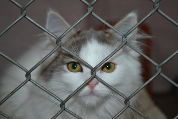 Article image for Melbourne shelter needs your help to give 126 animals a home