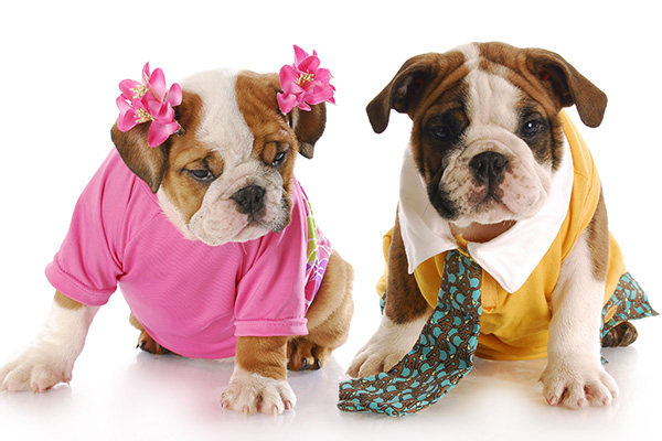 Article image for Don’t dress up your pets: RSPCA