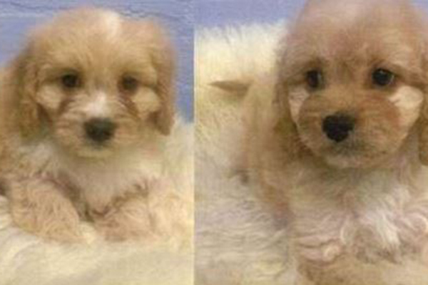 Article image for Cavoodles taken from Camberwell pet store found safe and well