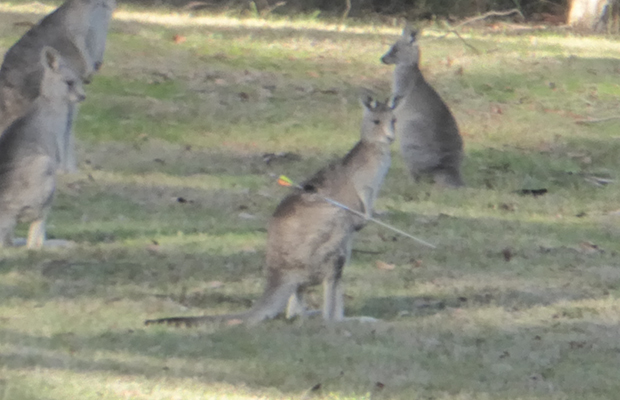 Article image for Police investigate after roo is spotted with arrow in its back