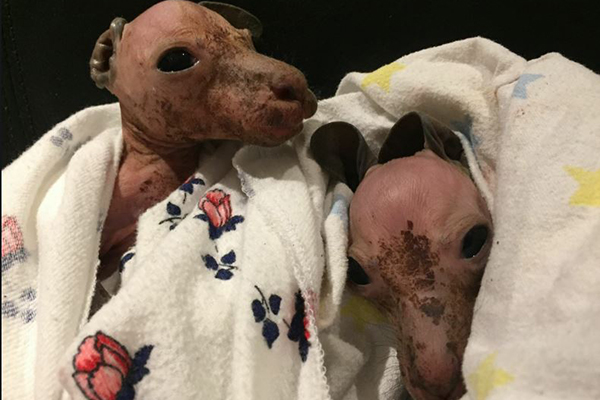 Article image for Second set of twin joeys rescued after mum hit by car