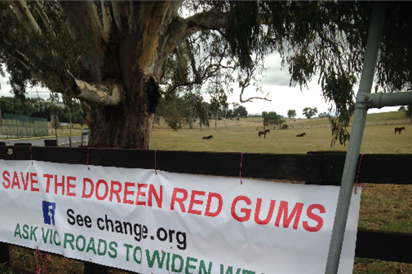 Article image for Campaign to save 400-year-old Red Gums in Melbourne’s outer-north