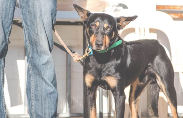 Article image for This kelpie called Seven sold for a world record price — and it actually seems like good value