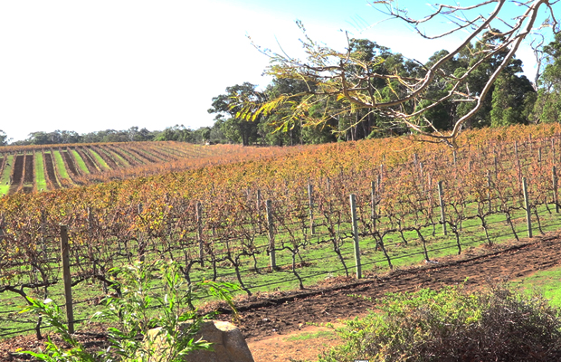 Article image for Western Australia road trip: tips for exploring the wine region of the South West!