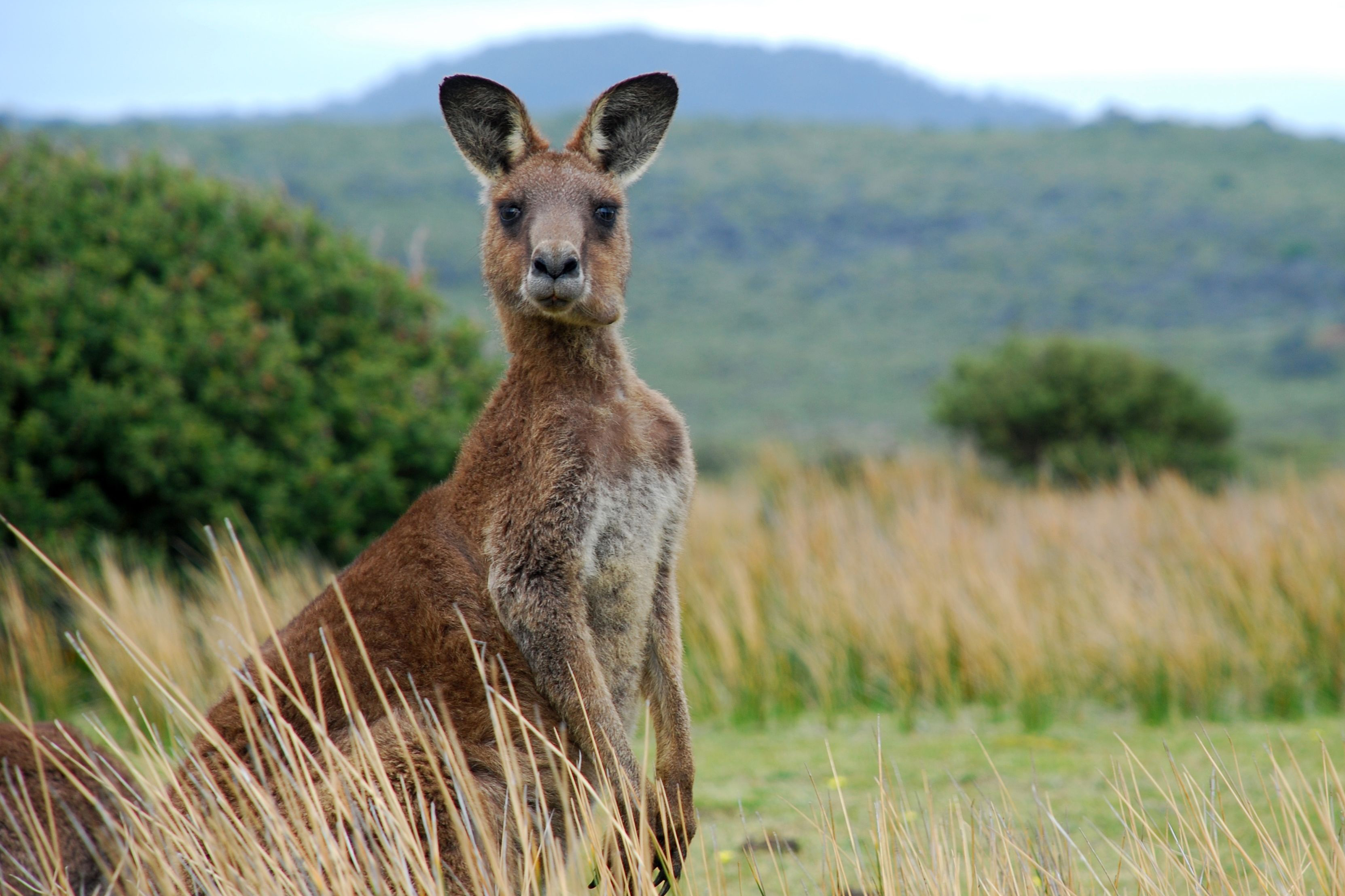 Article image for Grass species to blame for “drunken kangaroos” in regional Victoria