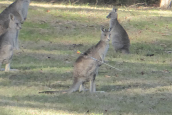Article image for Roo with arrow through its back makes miraculous recovery