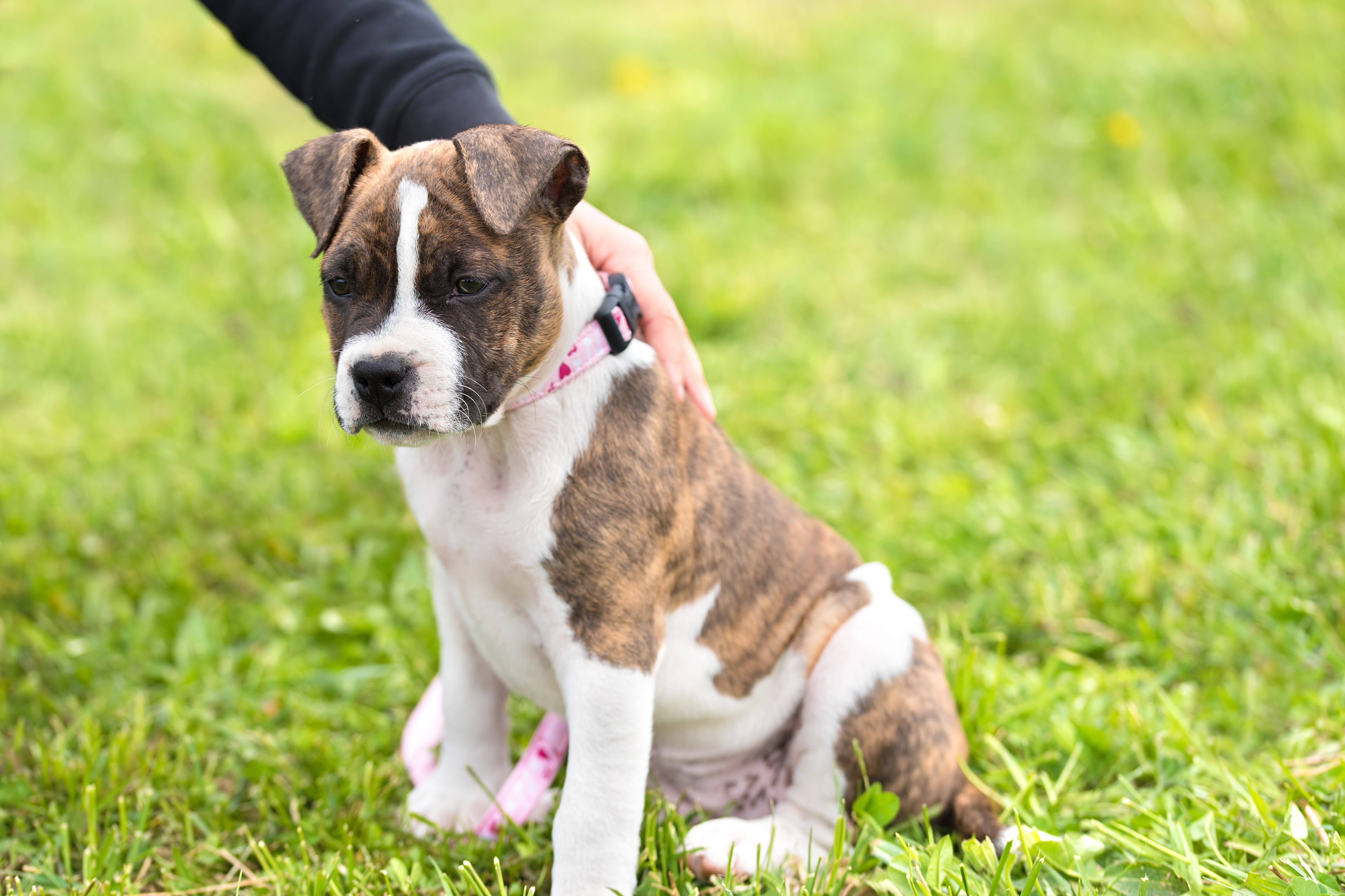 Article image for Rumour confirmed: Puppy bashed in front of distressed students