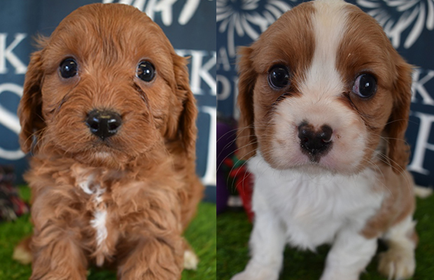 Article image for Puppies stolen by suspected animal activists found by police