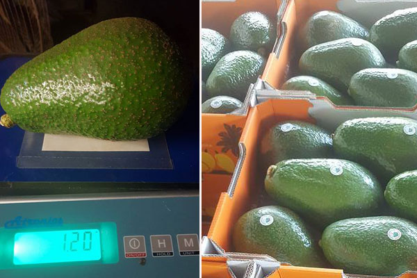 Article image for Meet the ‘Avozilla’: Giant avocados coming to supermarkets