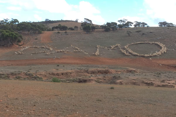 Article image for Farmer’s unique sheep art amidst the drought