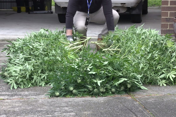 Article image for Police seize 657 cannabis plants in Melbourne’s northern suburbs