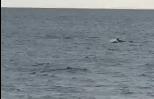 Article image for Video: Pod of dolphins play at Brighton