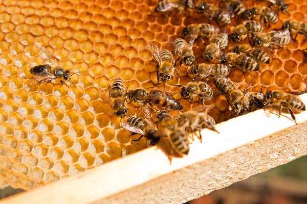 Article image for Animal activists claim commercial honey industry is cruel to bees