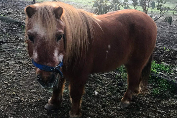 Article image for Meet Micky the miniature pony: The (maybe) oldest pet in Victoria