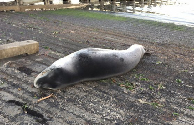 Article image for Sleeping seal prompts stern warning from Victoria Police