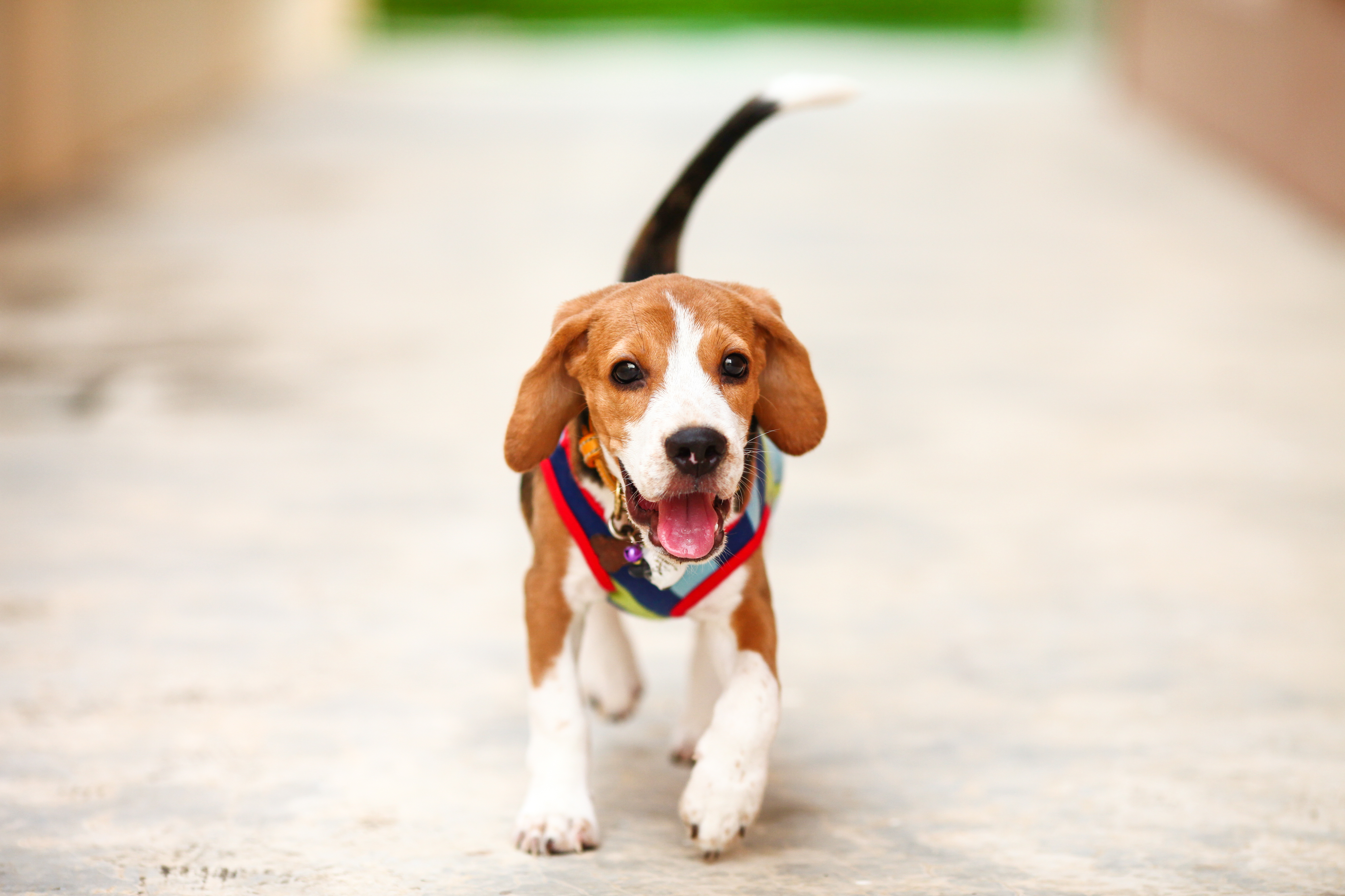 Article image for New cancer drug tested on beagle with view to curing prostate cancer