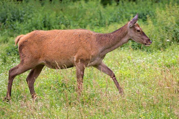 Article image for Professional shooters and helicopters to take part in Victoria’s first aerial deer cull