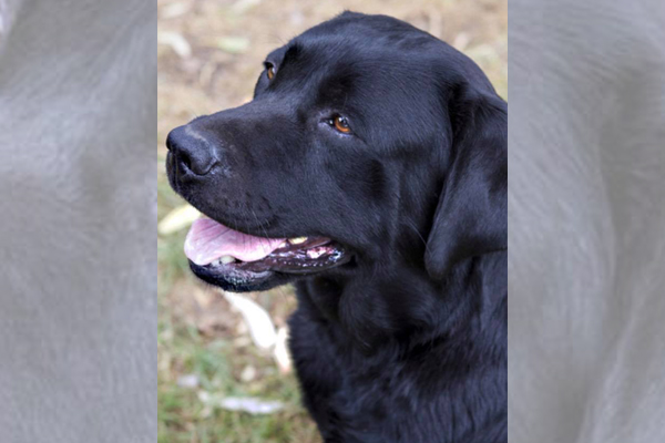 Article image for Desperate owners offer $10,000 reward for beloved lost dog