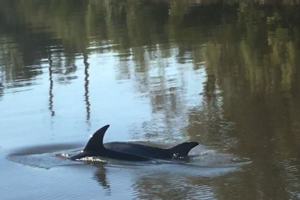Article image for VIDEO: Dolphins spotted in the Yarra near Church Street bridge