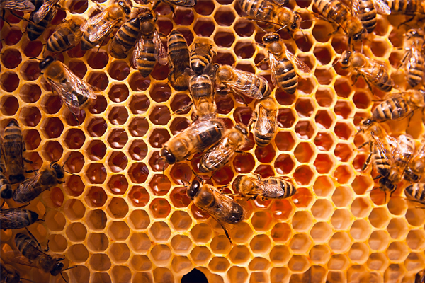 Article image for Capilano and major supermarkets deny accusations of selling “fake honey”