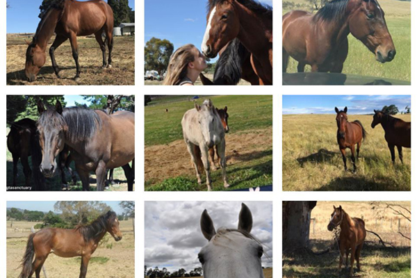 Article image for Toxic firefighting foam likely to blame for death of 10 horses, owner claims