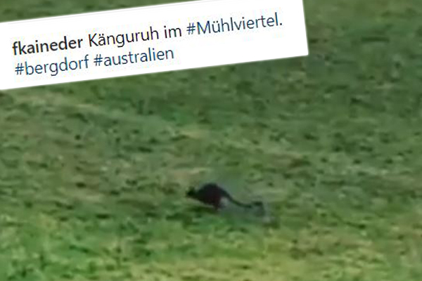 Article image for VIDEO: Kangaroo on the loose in Austria