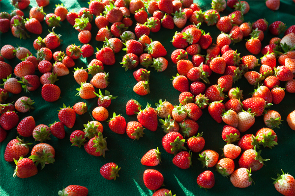 Article image for “It’s brought our industry to its knees”: Strawberry farms in crisis