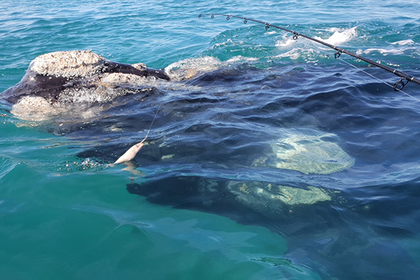 Article image for WATCH: Kayaker films close encounter with curious whale