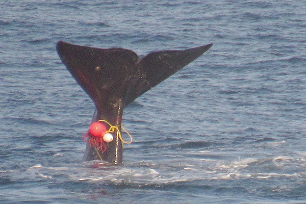 Article image for RUMOUR FILE: Authorities working to find entangled whale off Apollo Bay