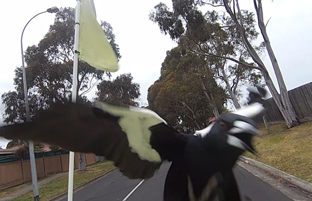 Article image for Magpies unleash swooping spree on postman!