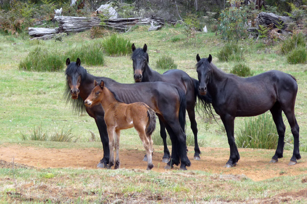 Article image for The bid to save the last of the Bogong High Plains brumbies