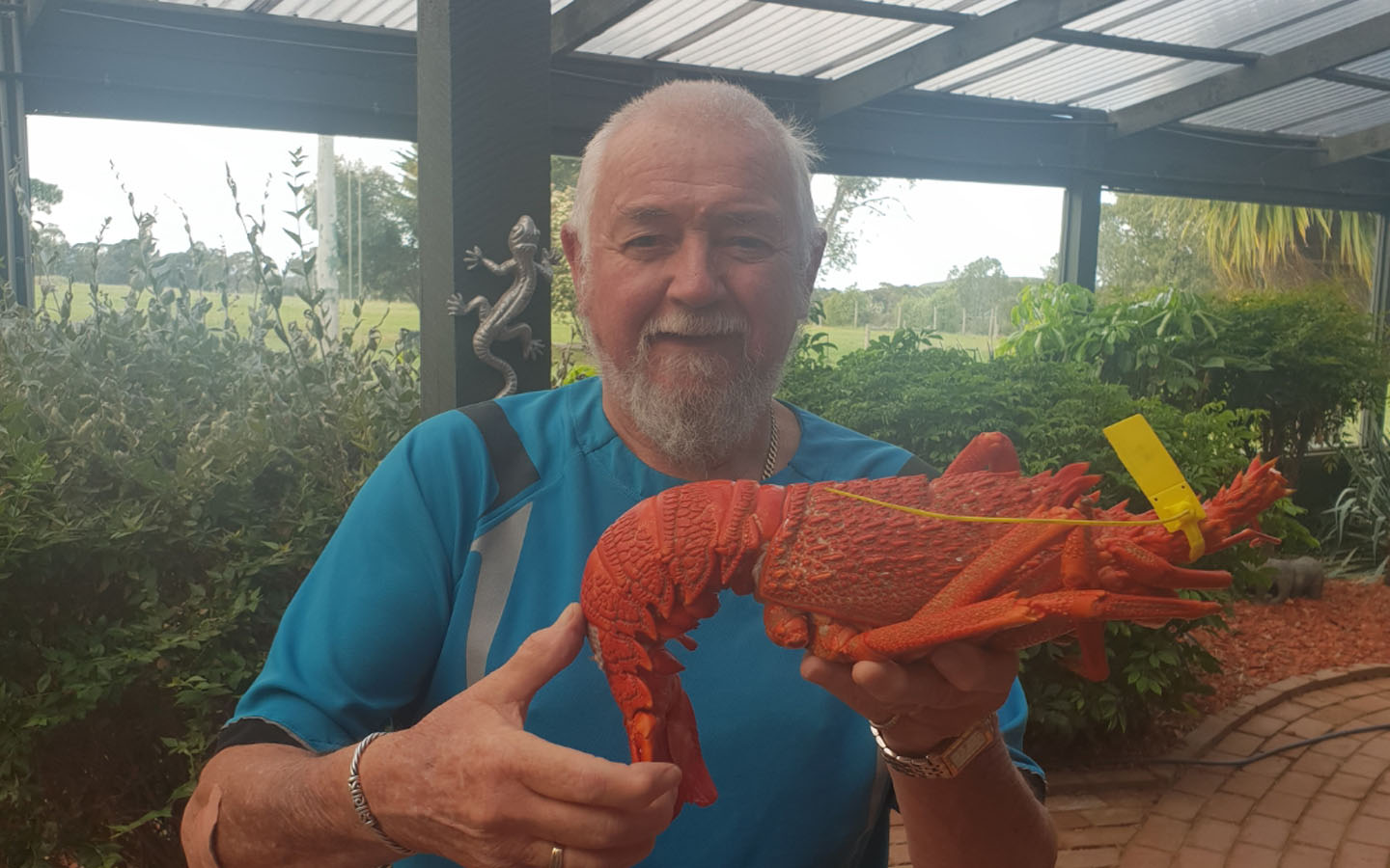 Article image for The great Flinders Island Crayfish crisis is solved!