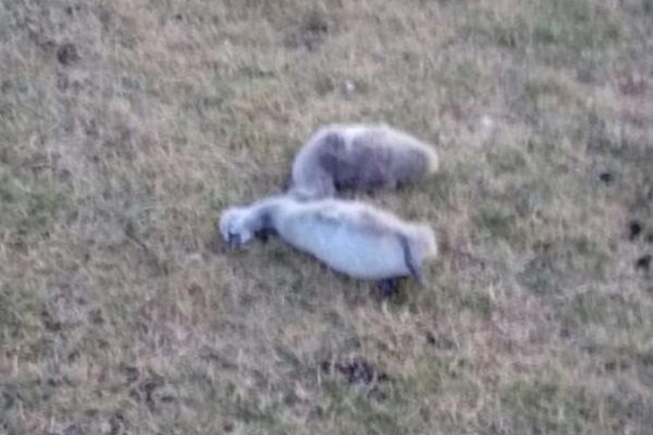 Article image for Mother swan and her cygnets mauled by a dog at Albert Park Lake