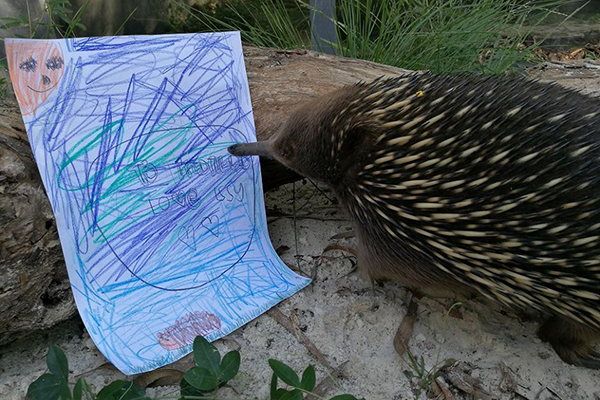 Article image for Good news for poor Matilda the echidna and the ant allergy causing her grief!