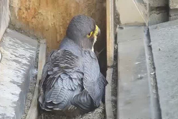Article image for Melbourne’s favourite family of peregrine falcons welcome three new chicks