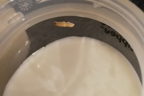 Article image for Melbourne mum claims she found a maggot floating in milk purchased from supermarket