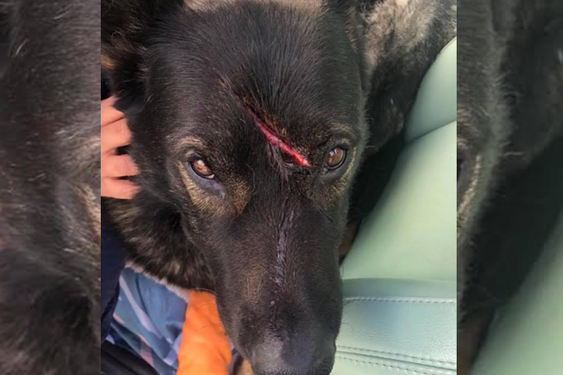 Article image for RUMOUR FILE: Pet dog ‘Bear’ savagely attacked with sharp object on Grand Final day