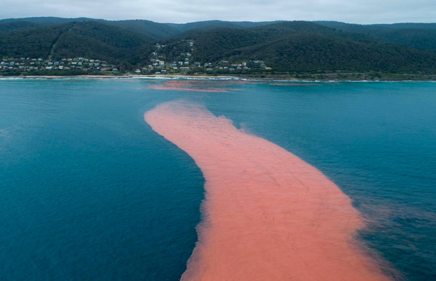 Article image for Why the ocean near Lorne has turned pink