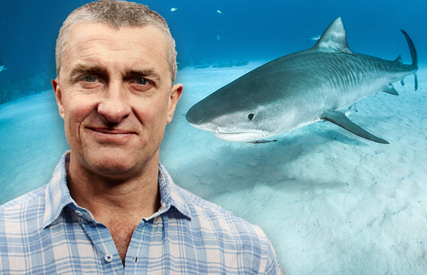 Article image for Tom Elliott hits back at calls for shark cull