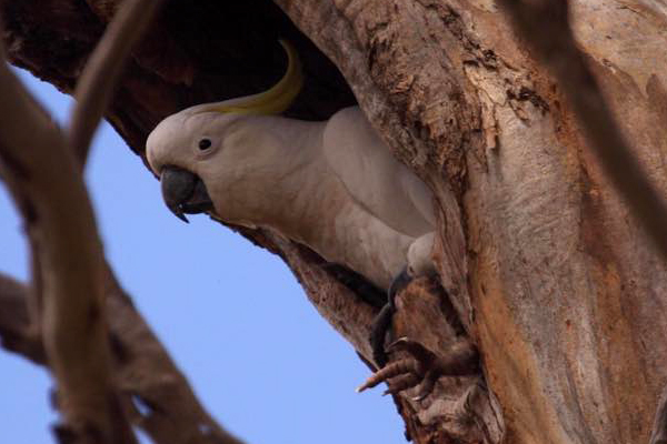 Article image for A cockatoo has been saved after getting stuck in a tree
