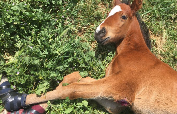 Article image for Foal stolen from racing stable found dead