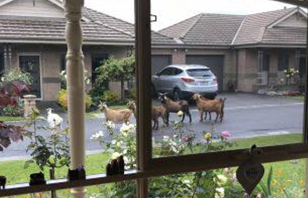 Article image for Word On The Street: There’s a pack of loose goats roaming around Cranbourne