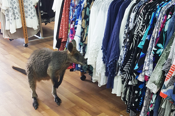 Article image for Fashionable wallaby hops in to Portland shop