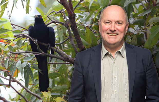 Article image for Heartbreak + climate change: The fascinating story behind the strange bird call waking Ross’s neighbourhood