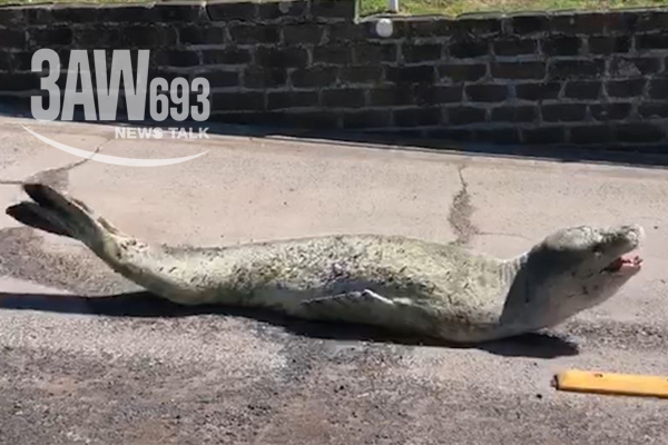Article image for VIDEO: Leopard seal suns itself at Beaumaris foreshore