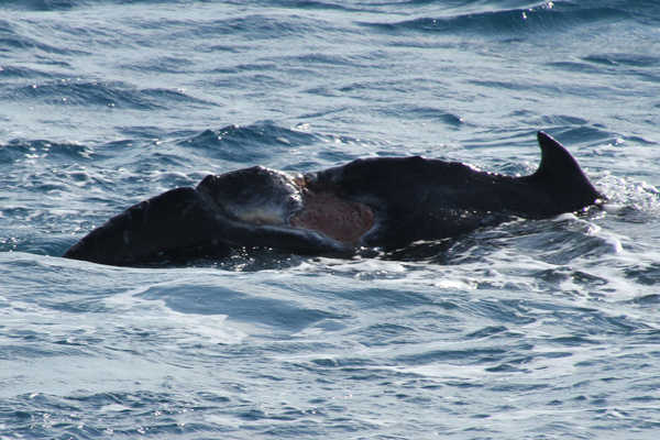 Article image for “Remarkable” injured humpback whale calf swims 2000km from QLD to Victoria