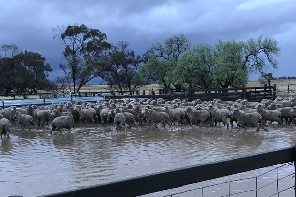 Article image for Farmers lose livestock in flooding caused by Thursday’s downpour