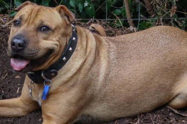 Article image for Rumour File: Update on the whereabouts of Bruno the stolen Staffy